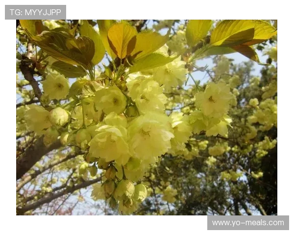 叶汉三株路技巧：提升画面表现力的实用方法详解